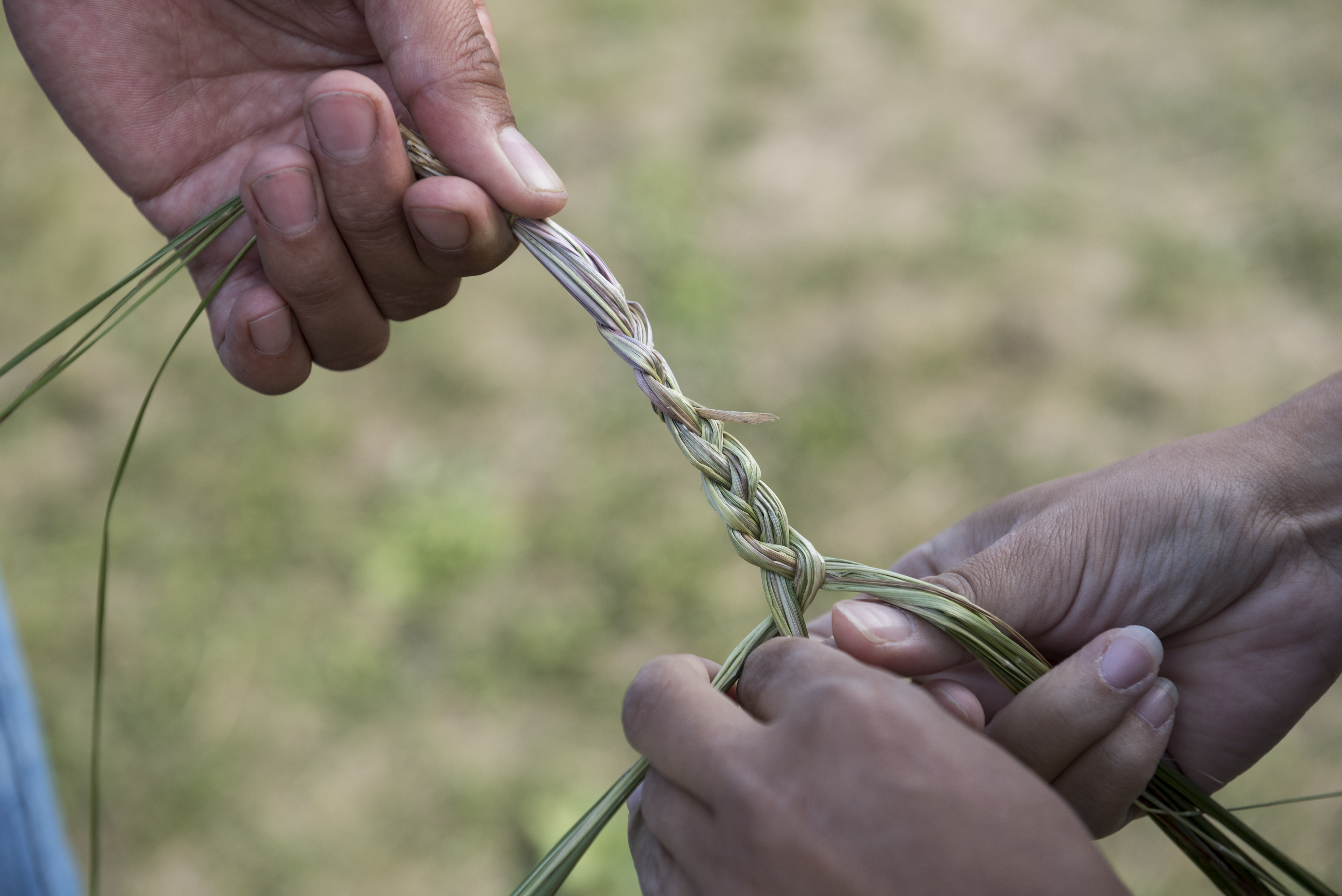 Three hands holding and braiding sweetgrass